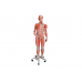model mięśni ludzkich z podwójną płcią na metalowym stojaku, 45 części - 3b smart anatomy kat. 1013881 b50 3b scientific modele anatomiczne 3